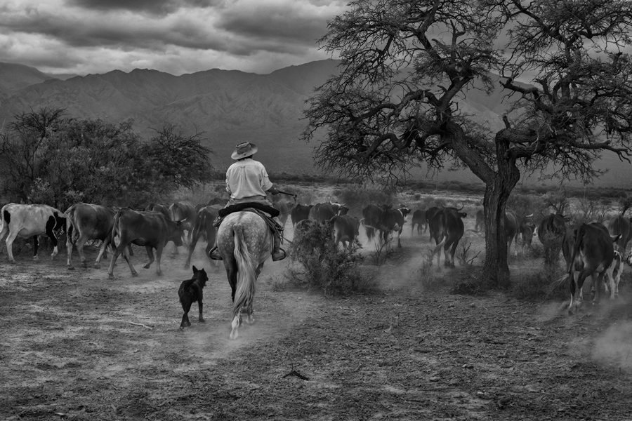 Gaucho Calchaquí