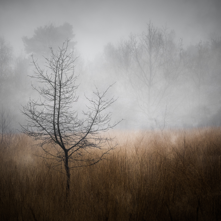 Autumn's End