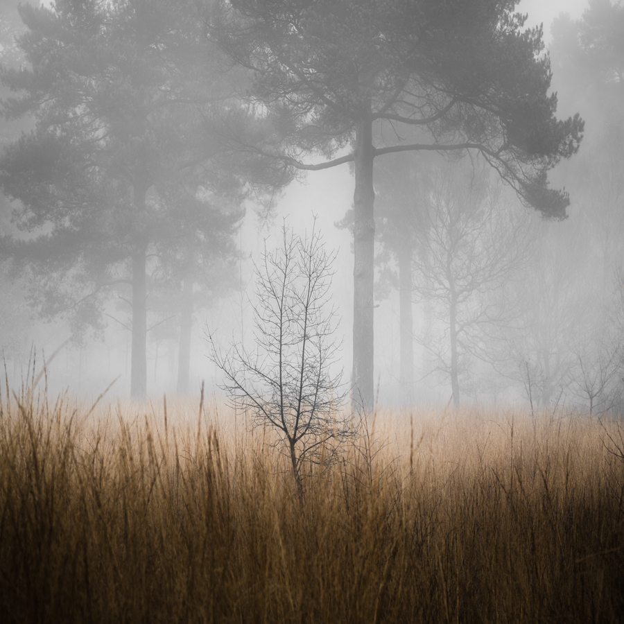 Autumn's End