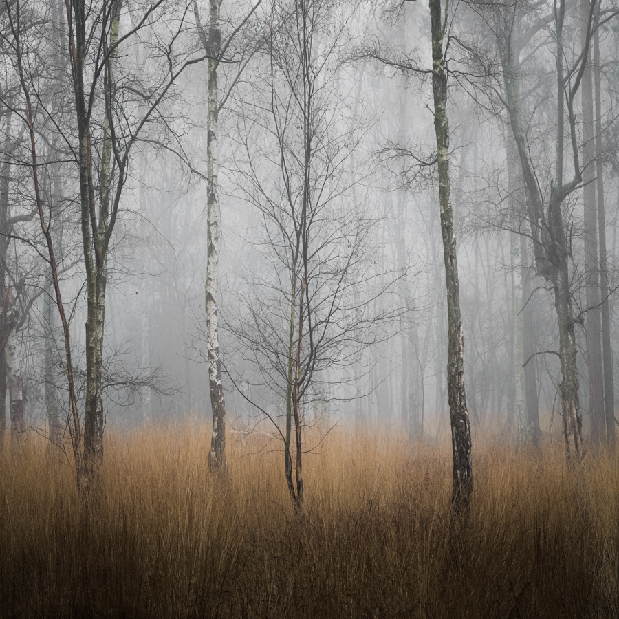 Autumn's End