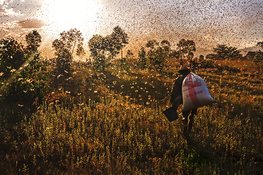 Locusts & Men