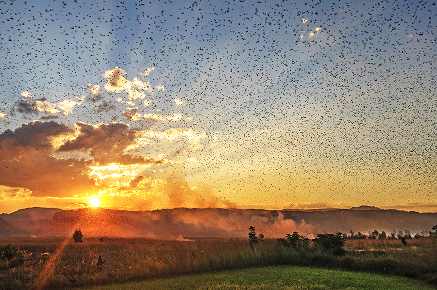 Locusts & Men