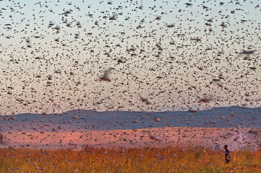 Locusts & Men