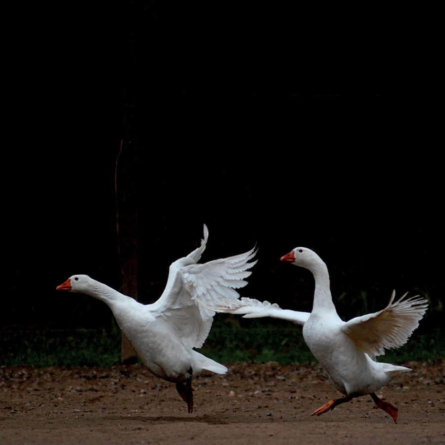 (untitled)