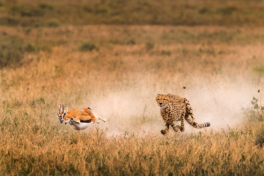 Run for your LIFE!