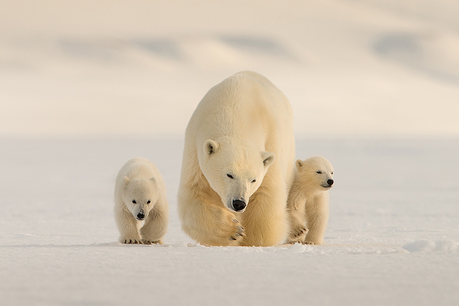 Polar Bear Family Survival in the High Arctic