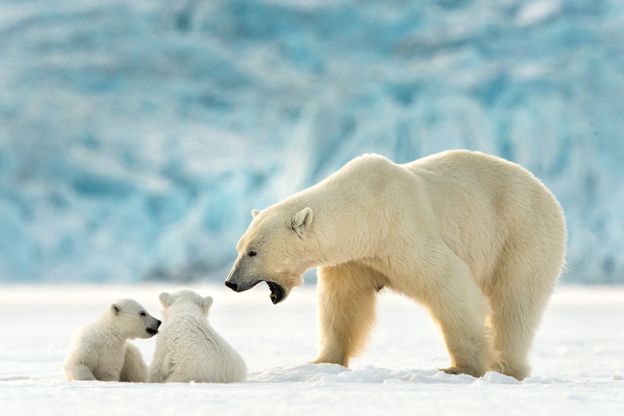 Polar Bear Family Survival in the High Arctic