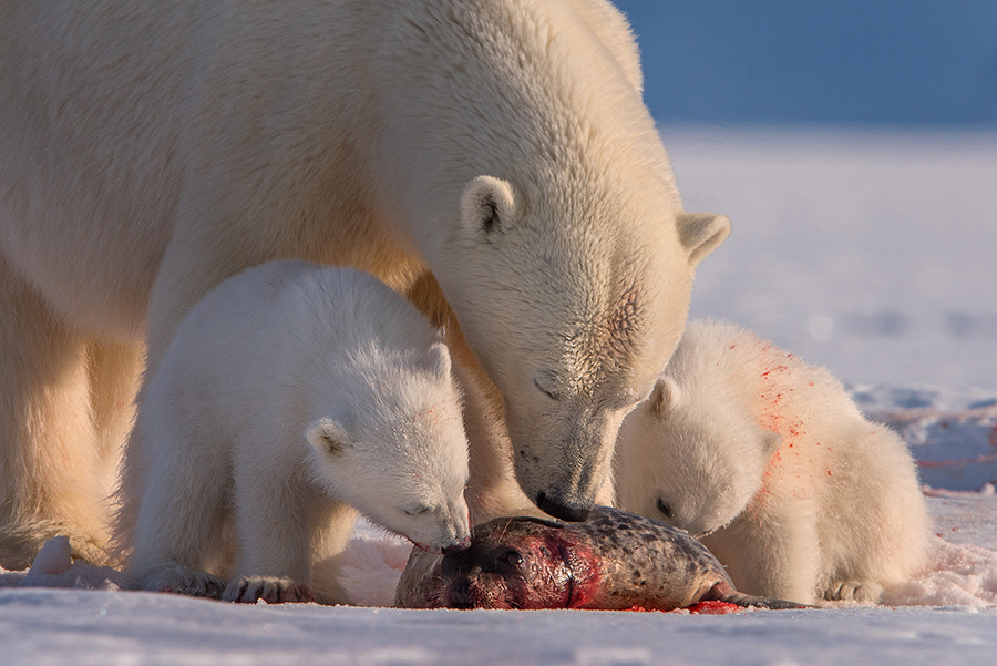 Polar Bear Family Survival in the High Arctic