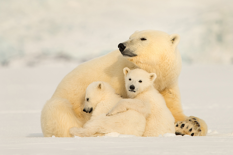 Polar Bear Family Survival in the High Arctic