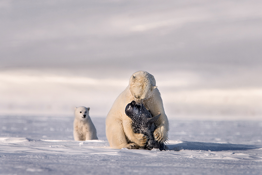 Polar Bear Family Survival in the High Arctic