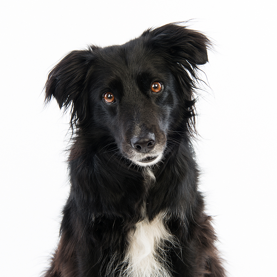 Mixed Breed Rescue Dogs