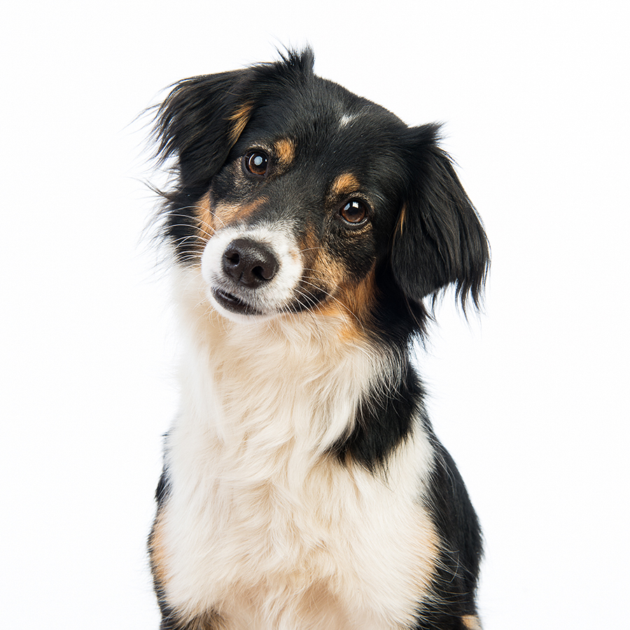 Mixed Breed Rescue Dogs