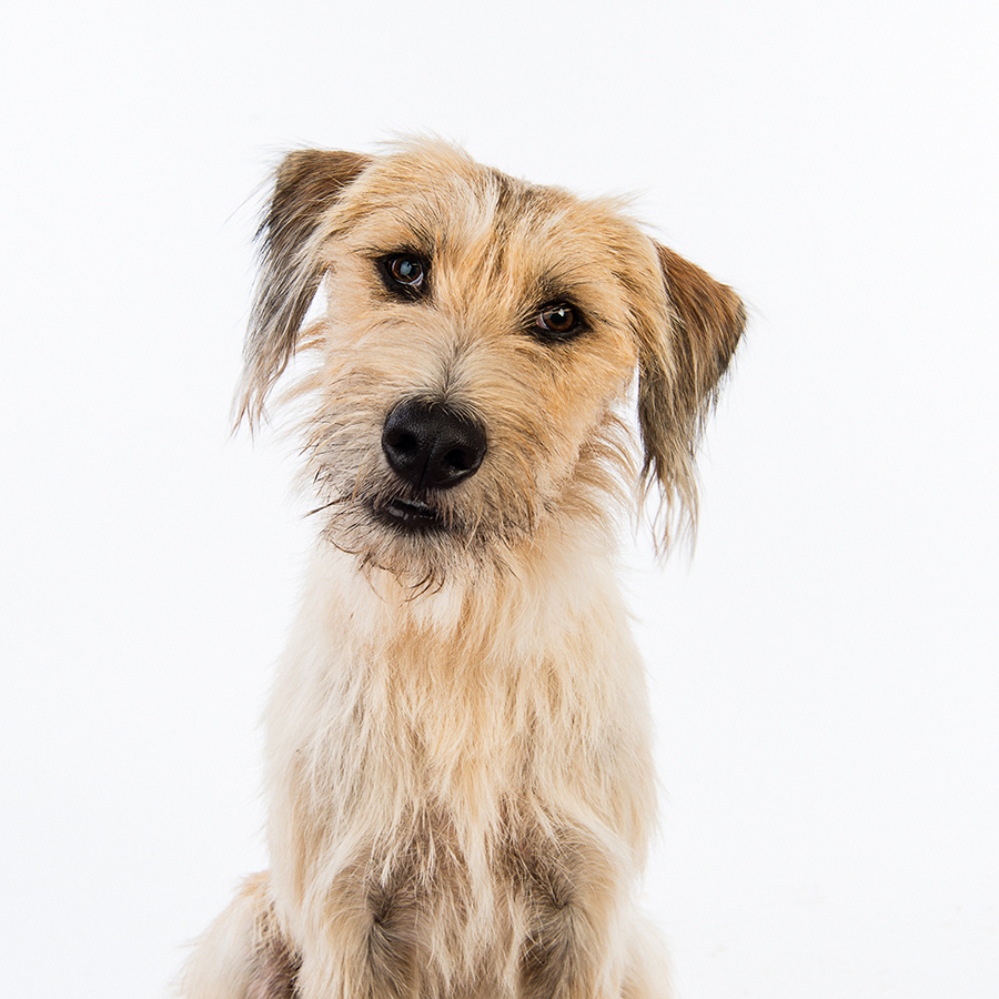Mixed Breed Rescue Dogs
