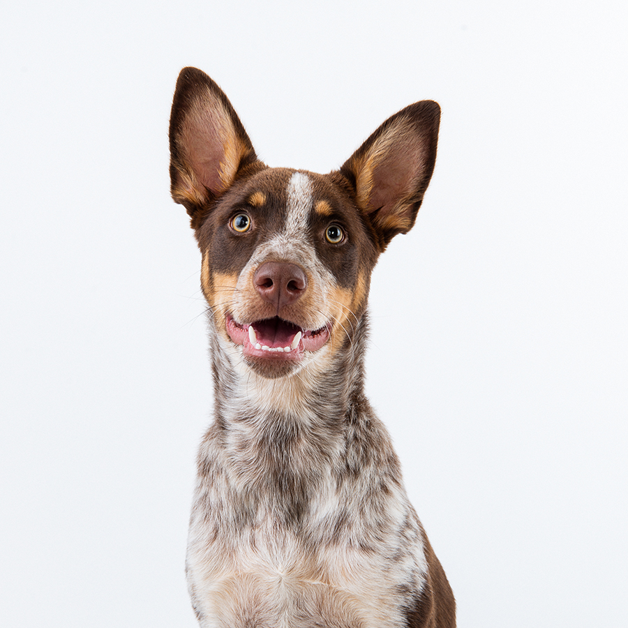 Mixed Breed Rescue Dogs