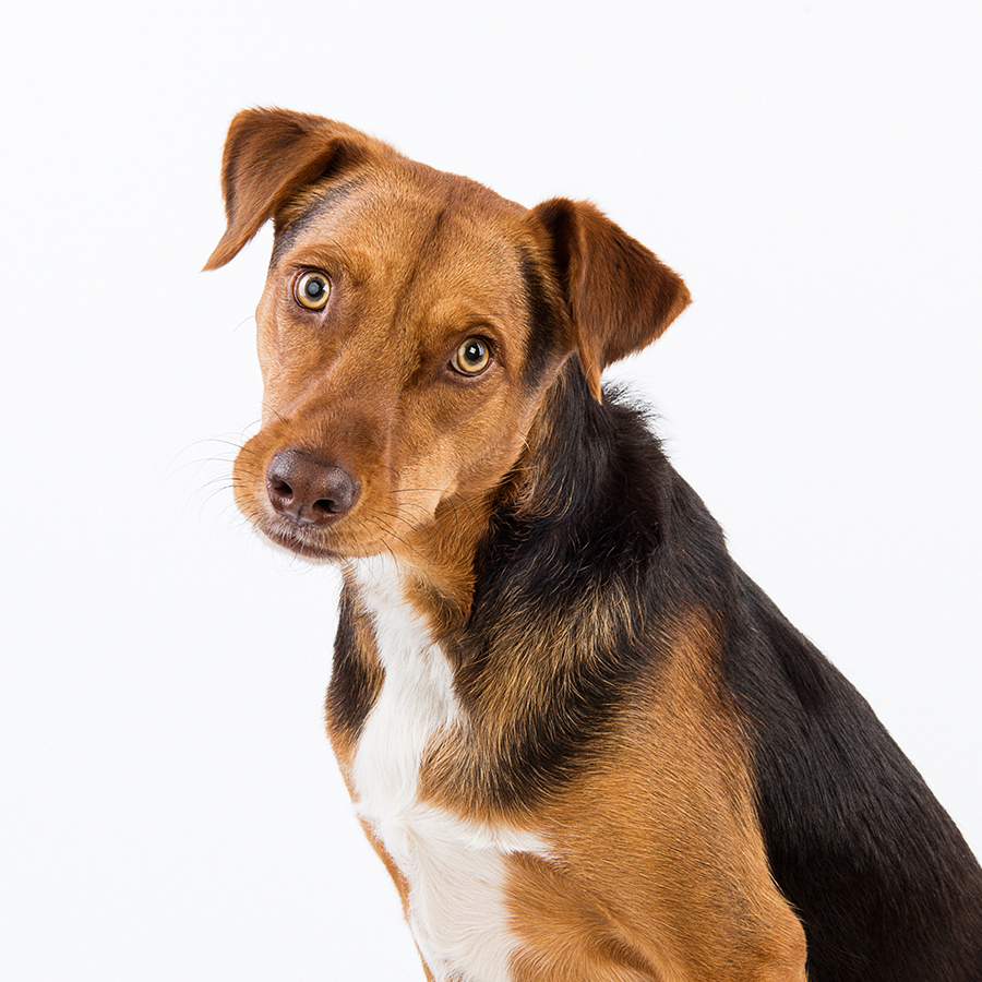 Mixed Breed Rescue Dogs
