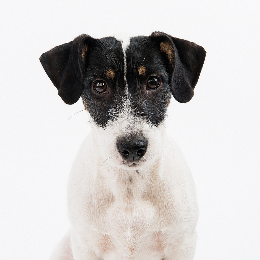 Mixed Breed Rescue Dogs
