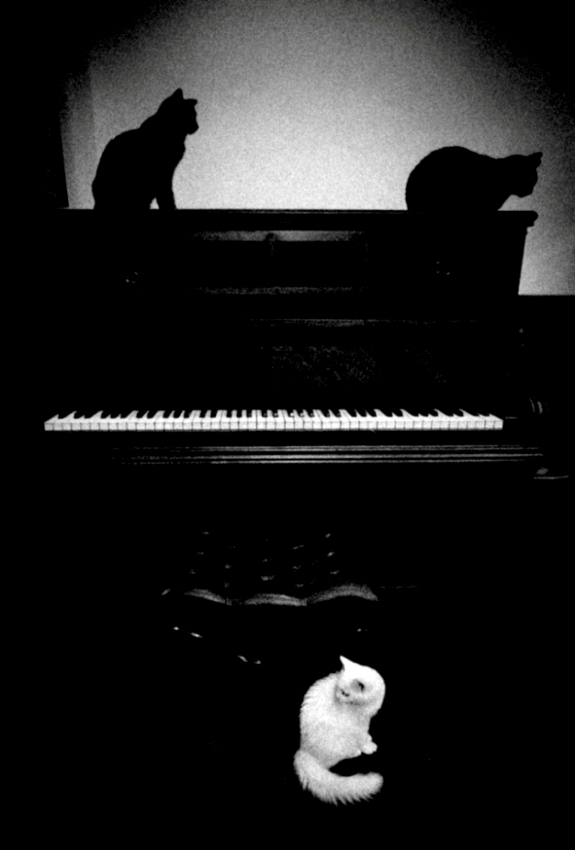 The Lyric Poetry to a Cat