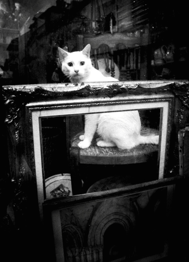 The Lyric Poetry to a Cat