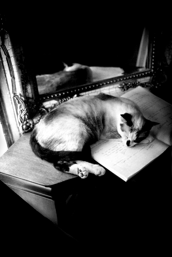 The Lyric Poetry to a Cat