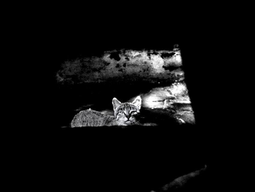 The Lyric Poetry to a Cat