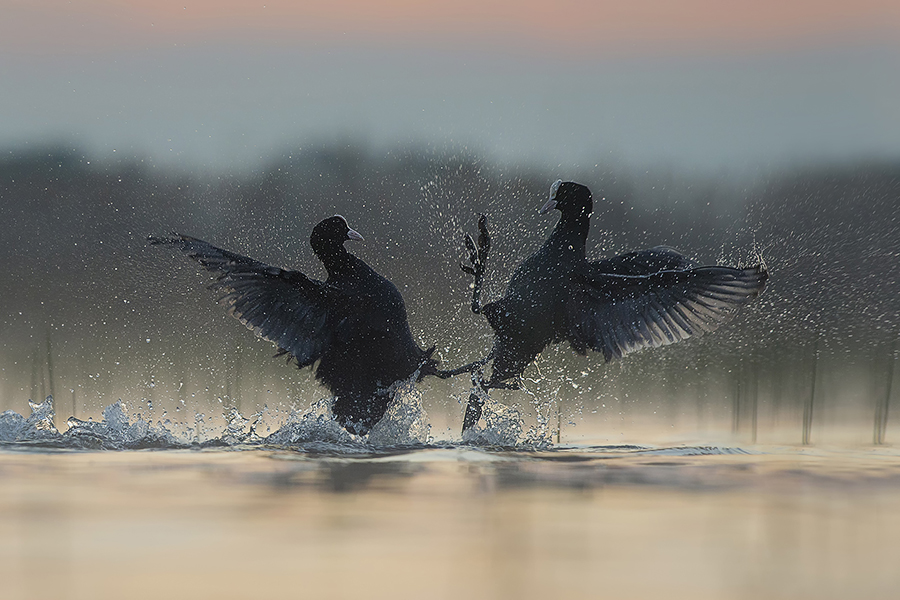 sunrise battle