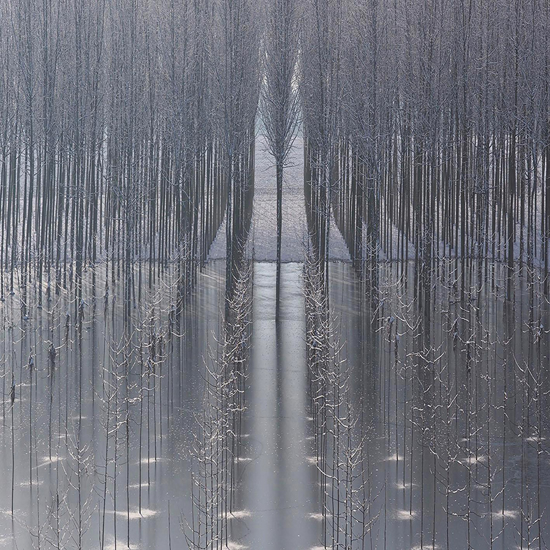 The enchanted forest.