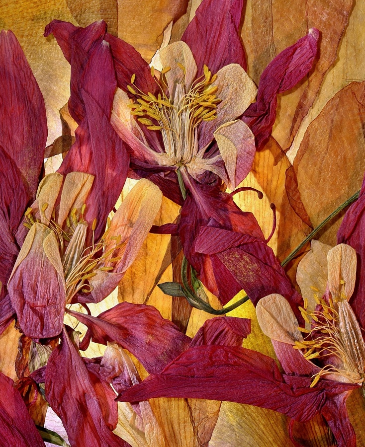 Dry flowers
