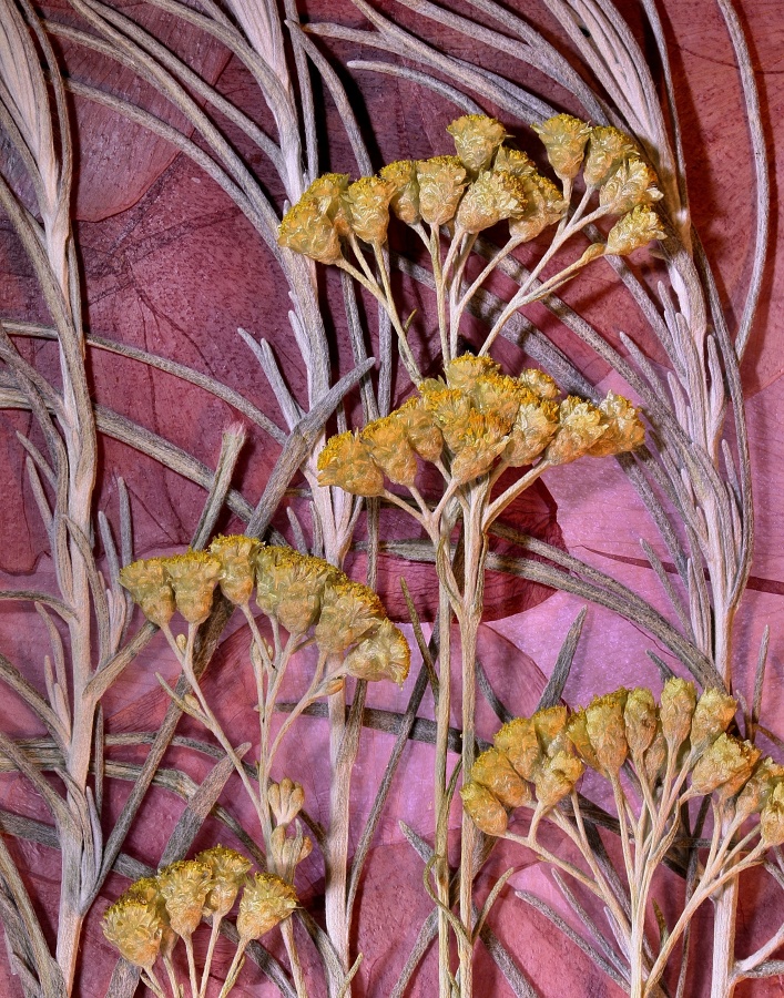 Dry flowers
