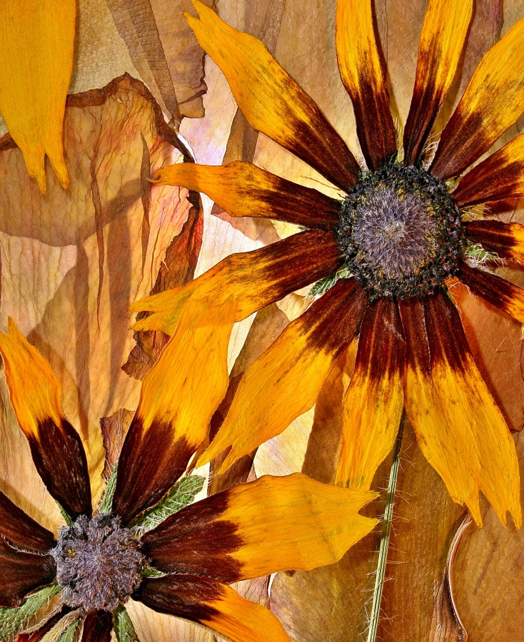 Dry flowers