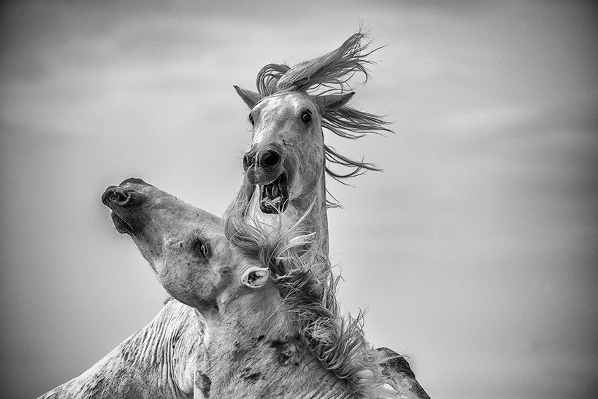 The battle