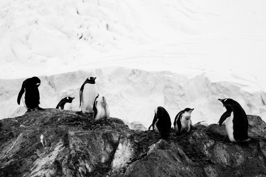 Antarctica 