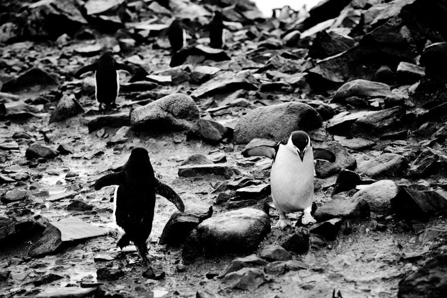 Antarctica 