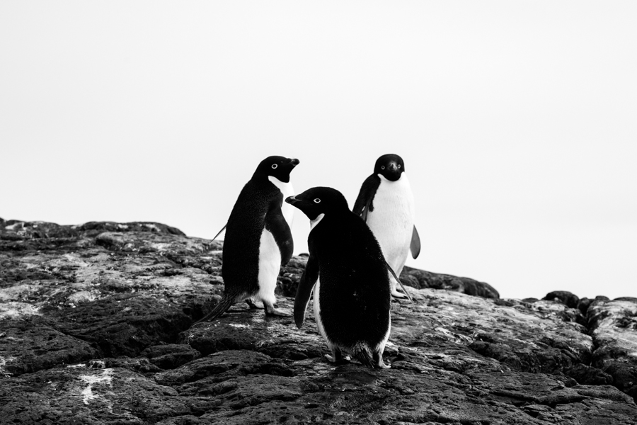 Antarctica 