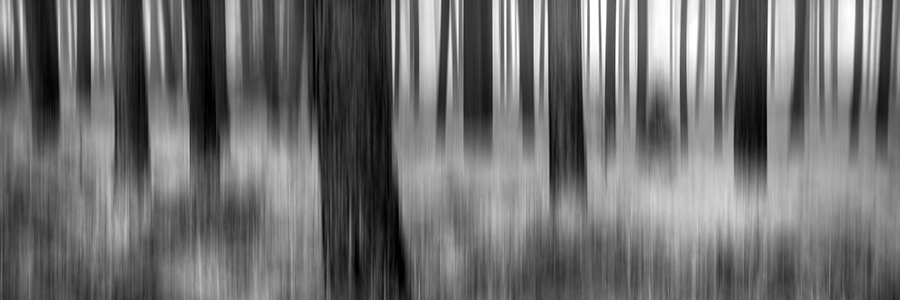 Black Forest 