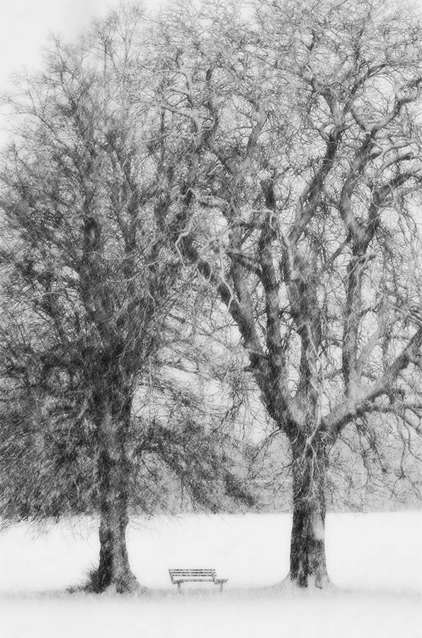 A Snowy Park