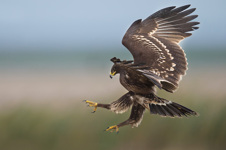 Eagle Attack