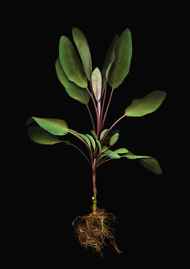 Herbarium