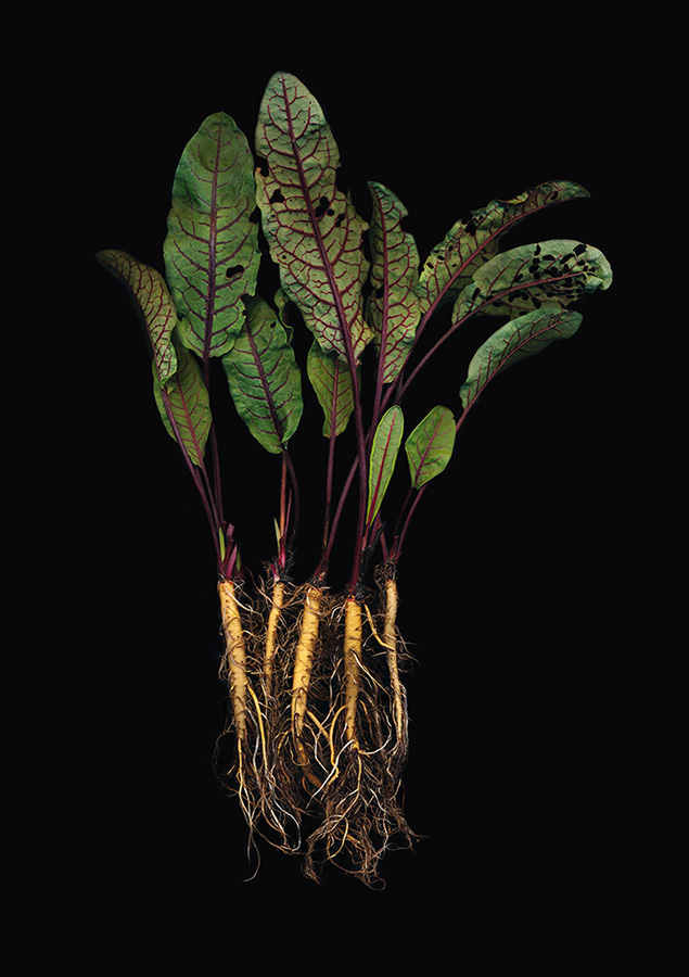 Herbarium