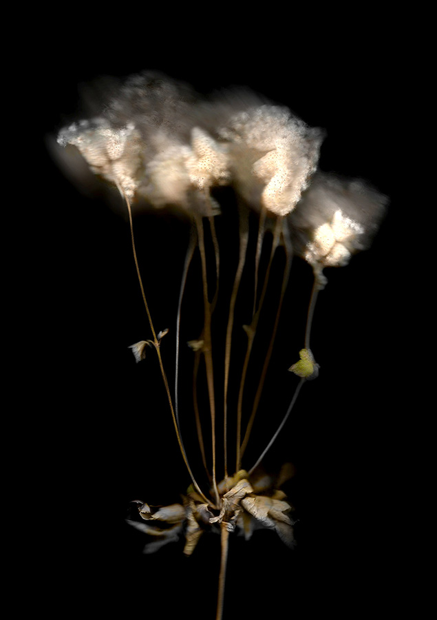 Envision 