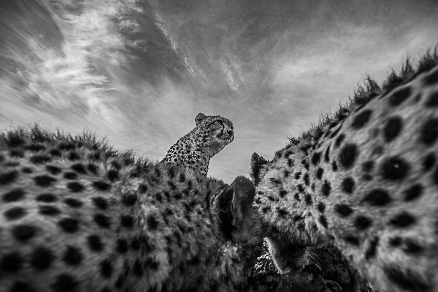 Hunting with the cheetahs