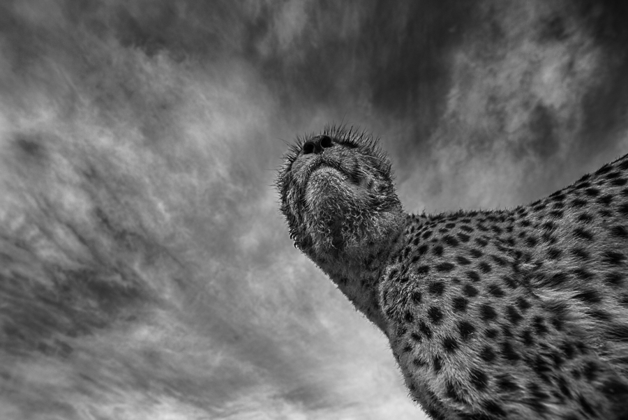 Hunting with the cheetahs
