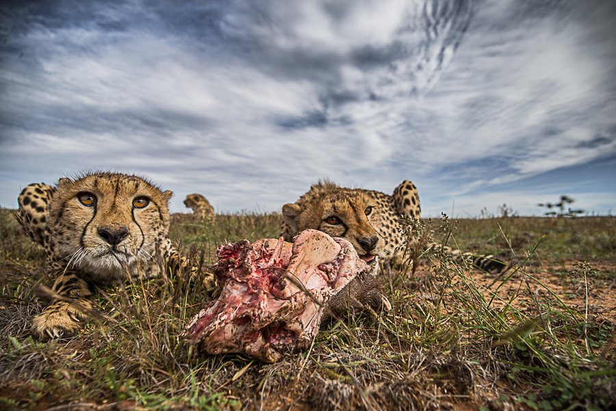 Hunting with the cheetahs