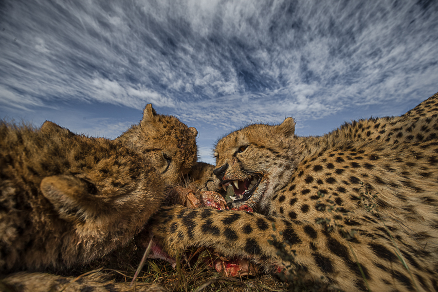 Hunting with the cheetahs