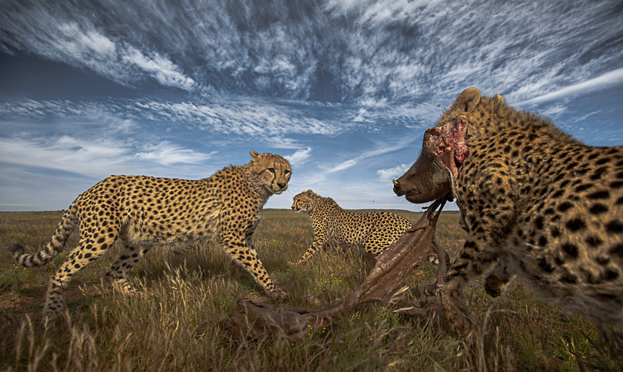 Hunting with the cheetahs