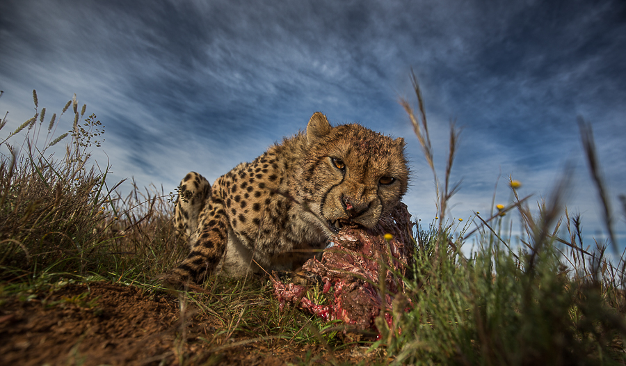Hunting with the cheetahs