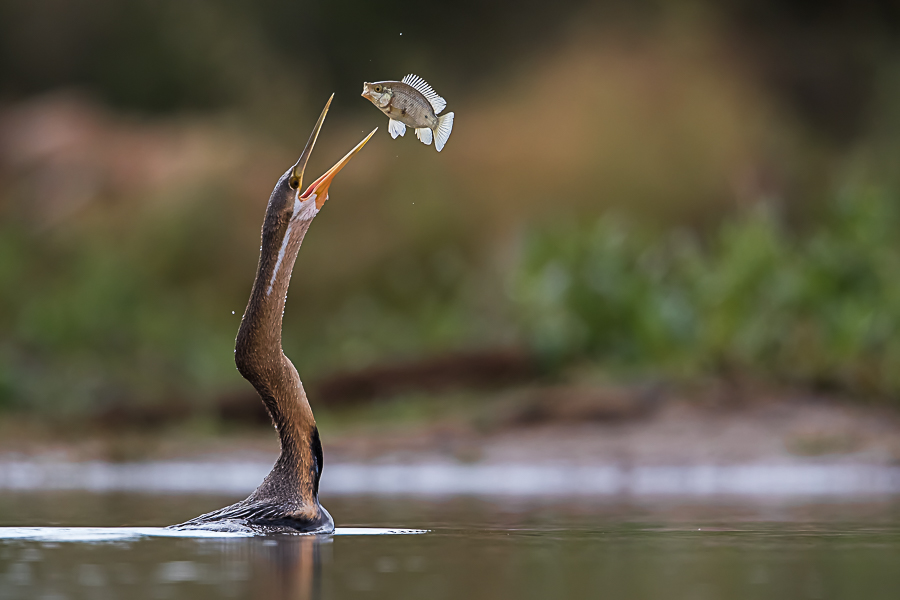 The world upside down: a fish that flies, a bird that swims