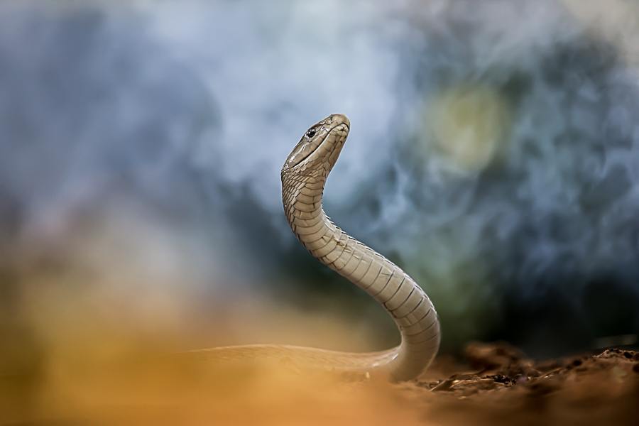 Black mamba