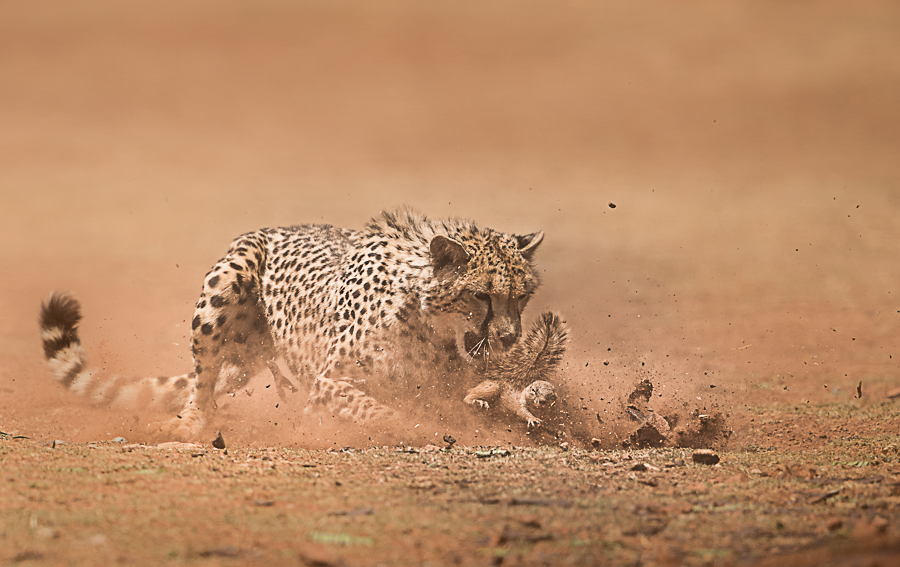 A cheetah hunting a squirrel