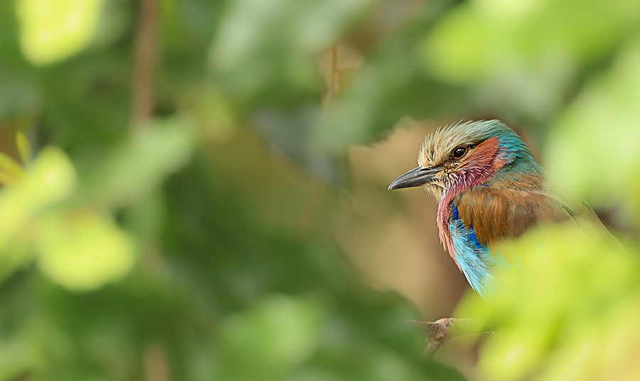 A lilac breasted roller