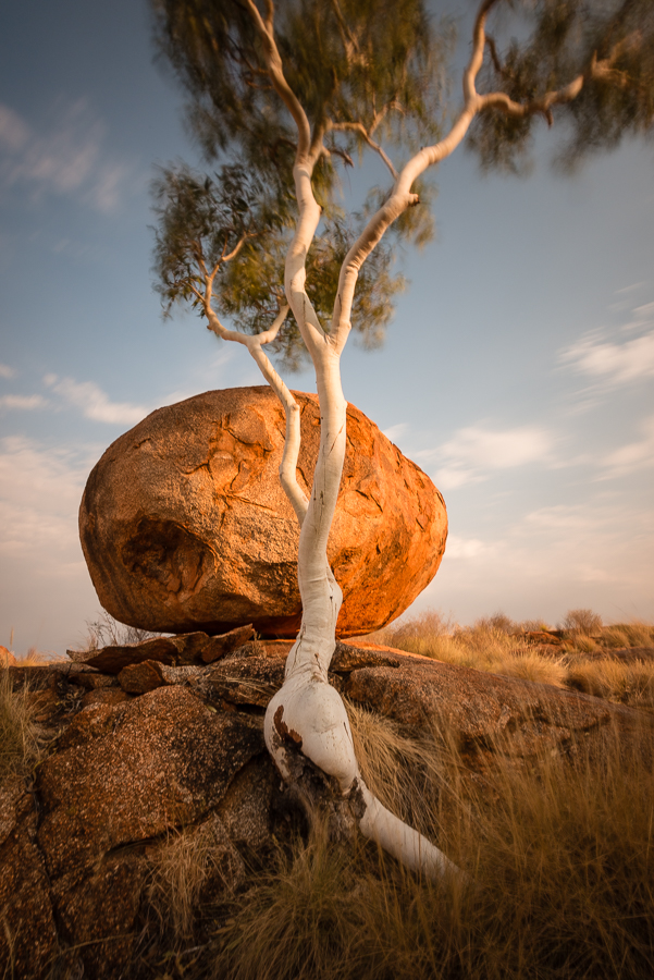 Ghost Gum